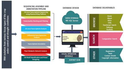 LMTdb: A comprehensive transcriptome database for climate-resilient, nutritionally rich little millet (Panicum sumatrense)
